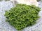 Цис (Abies koreana Cis) 4037