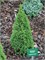 Цукерхарт (Picea glauca Zuckerhut) 4038