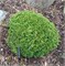 Цукумо (Chamaecyparis pisifera Tsukumo) 4039