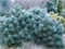 Чантри Блю (Pinus sylvestris Chantry Blue) 4042