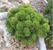 Шервуд Компакт (Pinus mugo Sherwood Compact) 4052