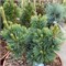 Шицукаготен (Pinus parviflora Shizukagoten) 4055