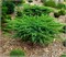 Шлягер (Juniperus conferta Schlager) 4056