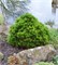 Шмидта (Pinus heldreichii Smidtii) 4057