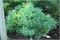Шорти (Abies koreana Shorty) 4061