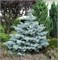 Эдит (Picea pungens Edith) 4067