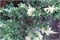 Экспанса Вариегата (Juniperus chinensis Expansa Variegata) 4070