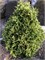 Элегант Джем (Thuja occidentalis Elegant Gem) 4071