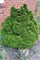 Юнипероидес (Chamaecyparis obtusa Juniperoides) 4095