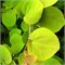 (Cercidiphyllum japonicum) 2794