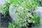 (Prunus pumila depressa) 2796