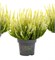 Агнета (Calluna vulgaris Agneta) 2800