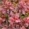 Адмирэйшн (Berberis thunbergii Admiration) 2802