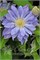 Ажур Болл (Clematis Azure Ball) 2803