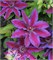 Акаиши (Clematis Akaishi) 2809