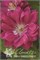 Акафуджи (Clematis Akafuji) 2810