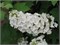Алиса (Hydrangea quercifolia Alice) 2813