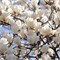 Альба Суперба (Magnolia soulangeana Alba Superba) 2814