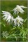 Альбина Плена (Clematis Albina Plena) 2817