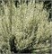 Альбус (Cytisus praecox Albus) 2818