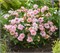 Амироуз (Rosa Amirose) 2827
