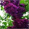 Андекен ан Людвиг Шпет (Syringa vulgaris Andenken an Ludwig Späth) 2828