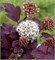 Андре (Physocarpus opulifolius Andre) 2833