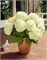 Аннабелле (Hydrangea arborescens Annabelle) 2837