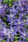 Арабелла (Clematis Arabella) 2839