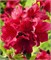 Арабеска (Azalea japonica Arabesk) 2840