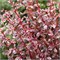 Арлекин (Berberis thunbergii Harlequin) 2843