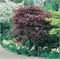 Атропурпуреум (Acer palmatum Atropurpureum) 2846