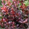 Атропурпурея Нана (Berberis thunbergii Atropurpurea Nana) 2848