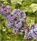 Аукубафолия (Syringa vulgaris Aucubaefolia) 2849