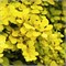 Аурея (Berberis thunbergii Aurea) 2855
