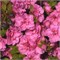 Бабушка (Azalea japonica Babuschka) 2856