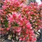 Багателле (Berberis thunbergii Bagatelle) 2857