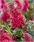 Баттерфляй Кенди Литтл Руби (Buddleja davidii Butterfly Candy Little Ruby) 2861