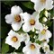 Белле Этоль (Philadelphus Belle Etoile) 2865