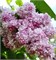Бель де Ненси (Syringa vulgaris Belle de Nancy) 2866