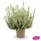 Бетти (Calluna vulgaris Betty) 2876
