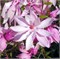 Бетти (Magnolia Betty) 2877