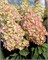 Би Свит (Hydrangea paniculata Bee Sweet) 2878