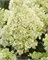 Би Хэппи (Hydrangea paniculata Bee Happy) 2879