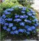 Блаумейзе (Hydrangea macrophylla Blaumeise) 2887