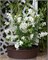 Блашинг Перл (Exochorda racemosa Blushing Pearl) 2888