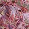 Блоодгуд (Acer palmatum Bloodgood) 2889