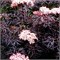 Блэк Лэйс (Sambucus nigra Black Lace) 2892