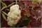 Блэк Порч (Hydrangea quercifolia Black Porch) 2894
