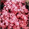 Блэк Тауэр (Sambucus nigra Black Tower) 2895